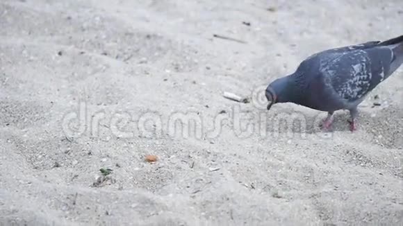 灰鸽子在海边散步慢动作视频的预览图