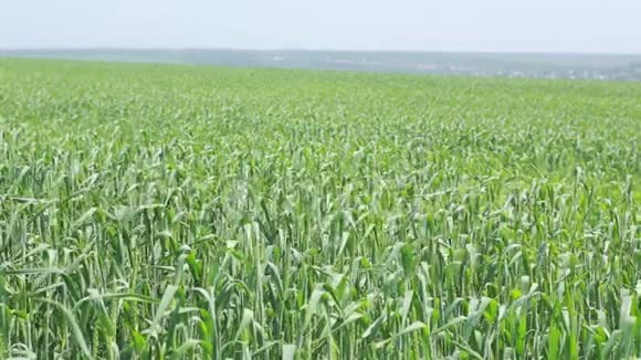 大麦和日落的田野视频的预览图