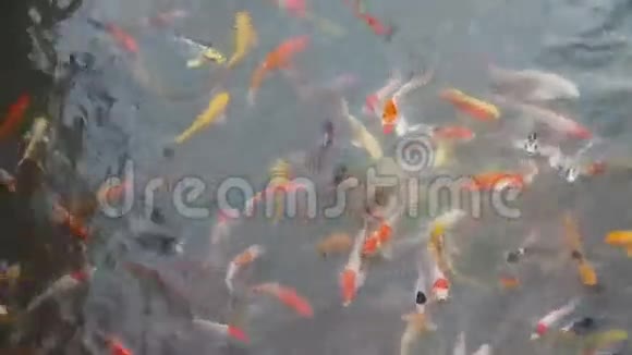 金鱼游泳视频的预览图
