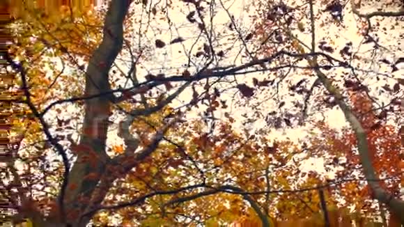 在美丽的秋天在山毛榉树林中俯视视频的预览图