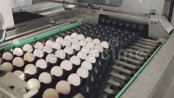 在养鸡场用机器分拣新鲜鸡蛋视频的预览图