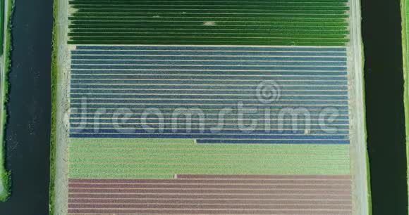 空中拍摄荷兰阿姆斯特丹郁金香花田的片段视频的预览图
