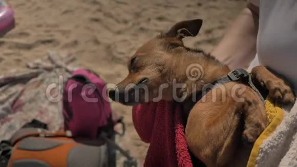 在海边玩小狗的女孩视频的预览图