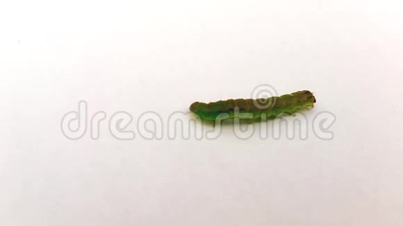 一只绿色的毛毛虫在白色的地面上从侧面射出视频的预览图