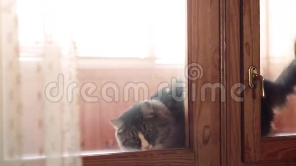 猫坐在窗台上爪子想打开门视频的预览图