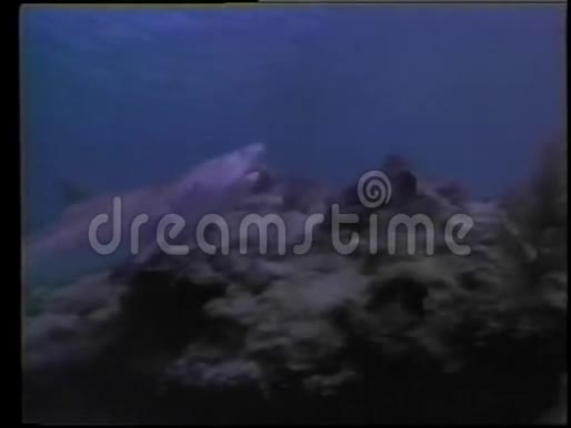 鲨鱼在水下游泳视频的预览图