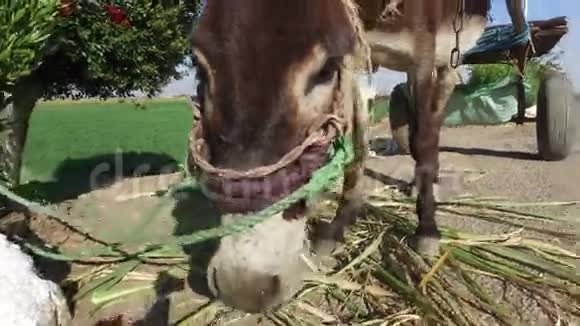 驴在卢克索路边吃甘蔗叶视频的预览图