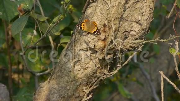 蝴蝶在树林里的树干上煽动翅膀视频的预览图
