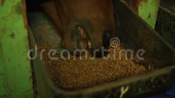 马厩从谷麦中吃视频的预览图