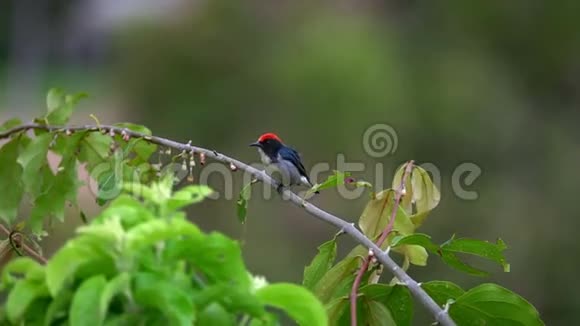 猩红背花啄木鸟坐在树枝上视频的预览图