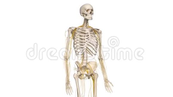 骨骼胸部和神经视频的预览图