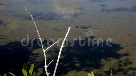 更大的火烈鸟腓肠蕨在湖泊鸟类保护区古巴视频的预览图