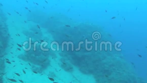 珊瑚礁在希腊接近3视频的预览图