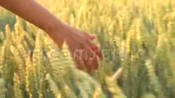 年轻的混血成年女性女孩子在日落或日出时手握大麦作物的顶端视频的预览图