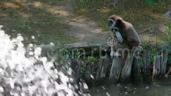 白手长臂猿视频的预览图
