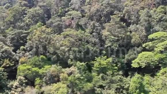 从上面看热带森林视频的预览图