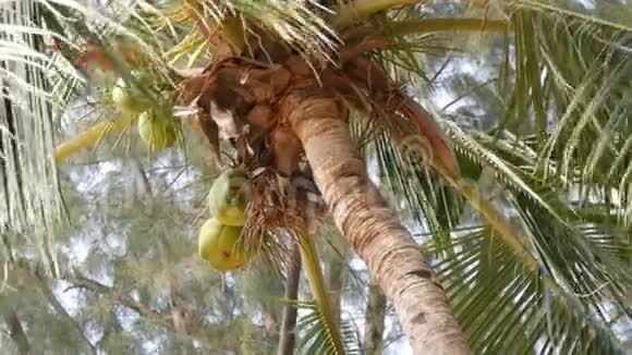 海滩上的椰子树一棵棕榈树上的大绿椰子从下面的角度近景视频的预览图