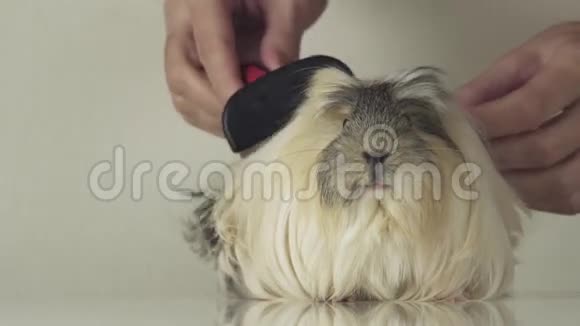 豚鼠品种科罗网卡维慢动股录像中的女性用刷子梳头视频的预览图