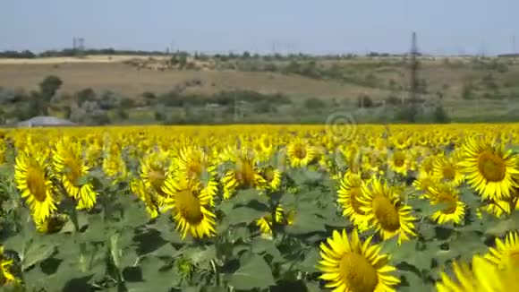 在城市附近的一个村庄路旁的田野上生长着葵花视频的预览图