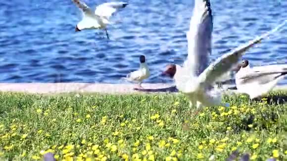 早晨海鸥和鸽子在海边的花丛上吃东西慢动作1920x1080视频的预览图