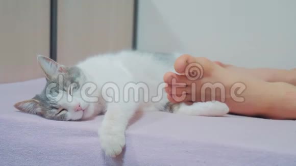猫是睡在主人脚下的生活方式老人的猫和腿睡在床上搞笑视频猫视频的预览图