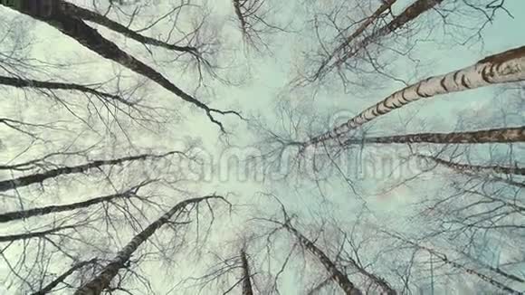 冬天森林里的树梢天旋地转视频的预览图