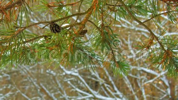 冬林下雪的松枝视频的预览图