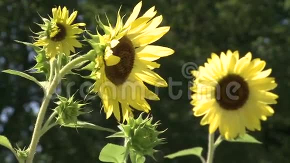 耀眼的鲜艳花朵7朵中的6朵视频的预览图