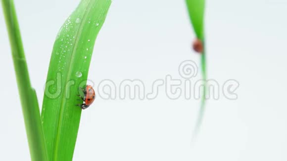 两只瓢虫坐在绿草上视频的预览图