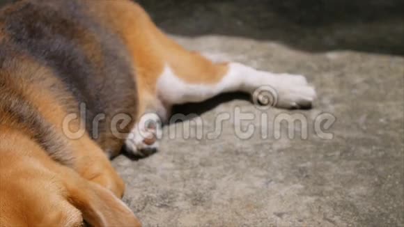 可爱的小猎犬躺在阳光下的地板上视频的预览图
