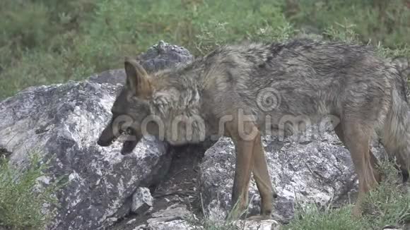 狼在岩石上缓慢进食全身视频的预览图