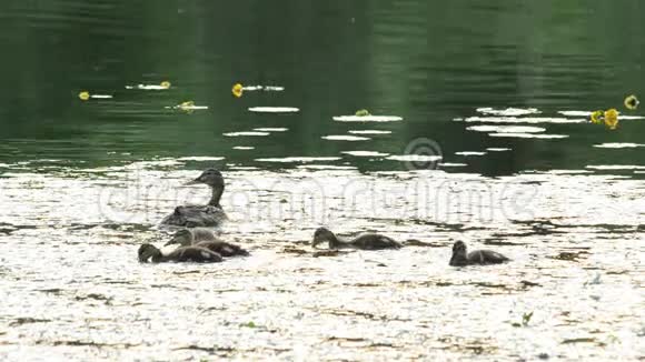 可爱的鸭子和一群小鸭子在池塘里游泳视频的预览图