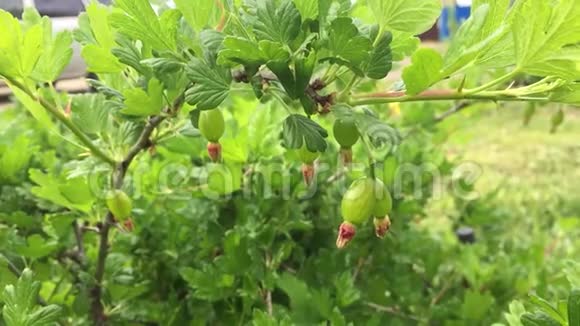 新鲜的绿色醋栗在一个带有阳光的醋栗灌木枝条上水果花园里的鹅莓鹅莓新鲜视频的预览图