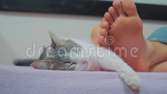 猫在主人的脚边睡觉老人的猫和腿睡在床上有趣的视频生活方式猫视频的预览图