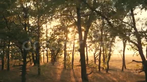 在橡树林中日落日落时的秋林录像播放视频的预览图