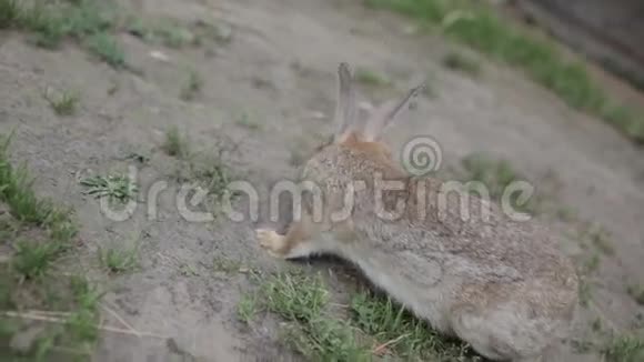 地上的帝汶灰棉花兔视频的预览图