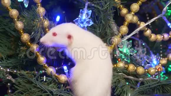 白鼠圣诞动物放在圣诞树上放在金色坐在圣诞树上视频的预览图
