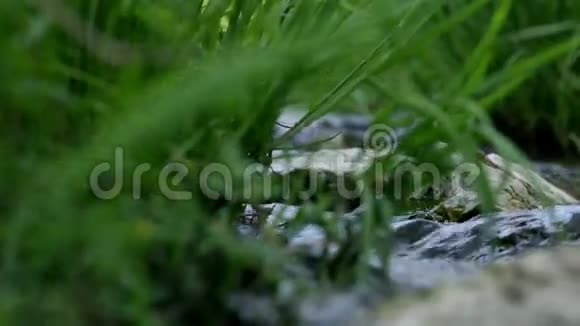 水流中草和岩石的低角视频的预览图
