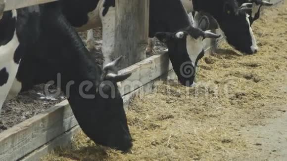 角制奶牛在畜栏里吃青贮饲料视频的预览图