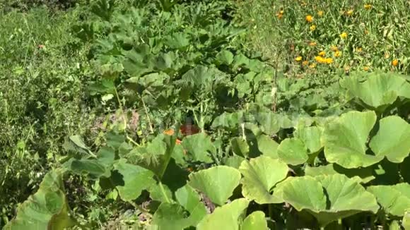 在有机食品农场种植的南瓜蔬菜倾斜下去4K视频的预览图