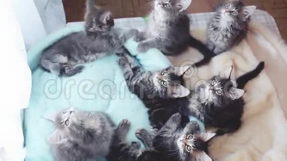 可爱的缅因州考恩小猫躺在猫的蓝色沙发滑稽地来回移动他们的头1920x1080高清高清视频的预览图