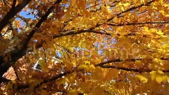 秋树下视频的预览图