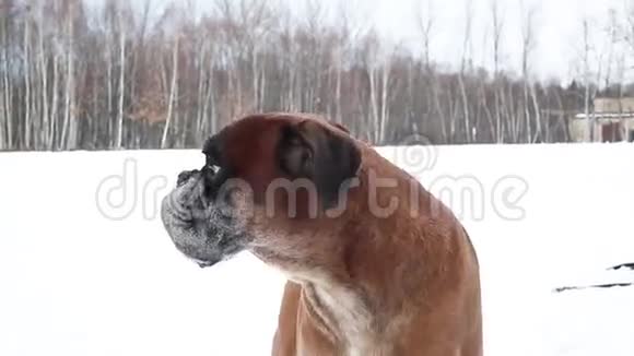 义和团狗在白雪覆盖的公园里吠叫视频的预览图