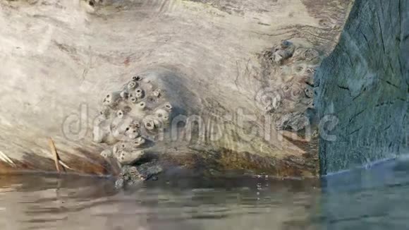湖中的老树桩萨格勒布Jarun视频的预览图