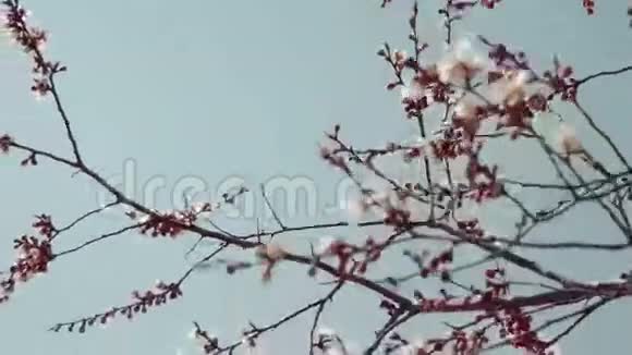 美丽的苹果花照片春天季节的自然背景蓝色面前的晴天苹果花视频的预览图