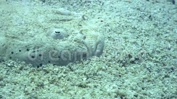 菲律宾野生动物海洋的沙底上隐藏着的鲶鱼视频的预览图
