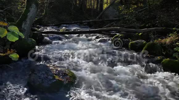 秋天森林深处美丽的溪流视频的预览图