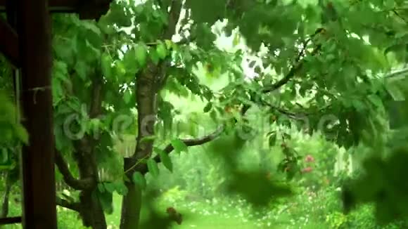 樱桃树与夏季风暴视频的预览图