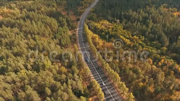 彩色秋林径空中拍摄视频的预览图