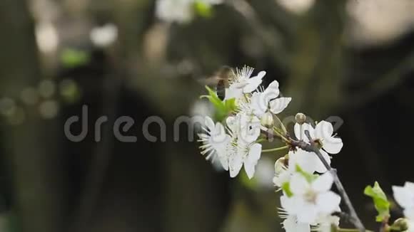 苹果树上的蜜蜂苹果树的花视频的预览图
